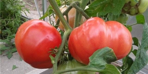 Ruska veličina paradajza: recenzije, fotografije, prinos